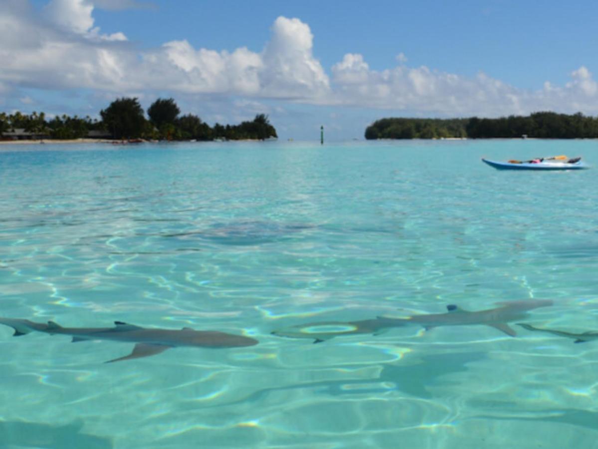 Moorea Pool & Lagoon House 빌라 외부 사진